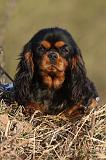 CAVALIER KING CHARLES 413